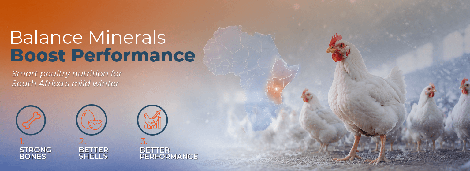 Mineral Mixture for Poultry: Boosting Flock Performance During South Africa’s Mild Winter